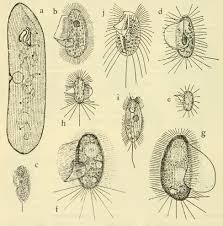 Attēlu rezultāti vaicājumam “Amaurochaete fusiformis spores”