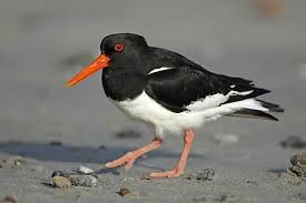 Attēlu rezultāti vaicājumam “Haematopus ostralegus adult”