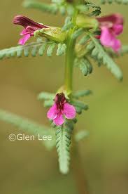 Attēlu rezultāti vaicājumam “Pedicularis palustris flower”