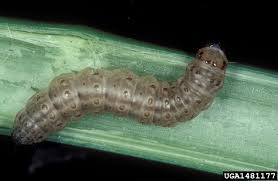 Attēlu rezultāti vaicājumam “Euura brevicornis larva”