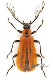 Attēlu rezultāti vaicājumam “Schizotus pectinicornis larva”