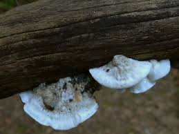 Attēlu rezultāti vaicājumam “Postia leucomallella”