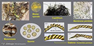 Attēlu rezultāti vaicājumam “Trichia varia spores”