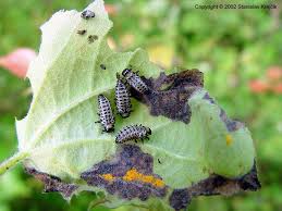 Attēlu rezultāti vaicājumam “Chrysomela populi”