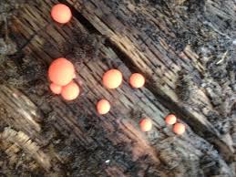 Attēlu rezultāti vaicājumam “Lycogala conicum spores”