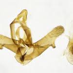 Attēlu rezultāti vaicājumam “Idaea serpentata”