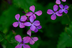 Attēlu rezultāti vaicājumam “Lunaria annua flower”