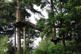 Image result for Go Ape! Thetford