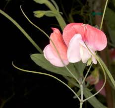 Image result for Lathyrus odoratus