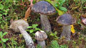 Attēlu rezultāti vaicājumam “Leccinum melaneum”