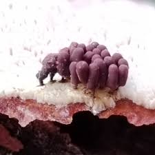 Attēlu rezultāti vaicājumam “Brefeldia maxima young”