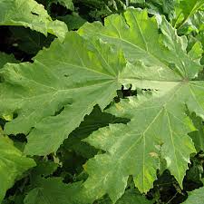 Attēlu rezultāti vaicājumam “Heracleum sosnowskyi leaf”