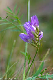 Attēlu rezultāti vaicājumam “Astragalus arenarius flower”