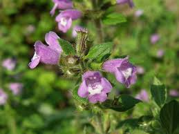 Attēlu rezultāti vaicājumam “Acinos arvensis flower”
