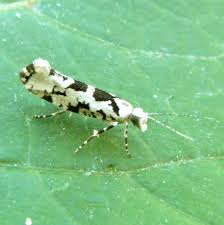 Attēlu rezultāti vaicājumam “Ypsolopha sequella”