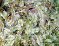 Attēlu rezultāti vaicājumam “Lophocolea coadunata”