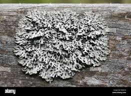 Attēlu rezultāti vaicājumam “Hypogymnia physodes”