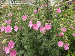 Image result for Malva alcea