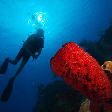 Image result for Black Country Barracudas Sub Aqua Club