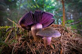 Attēlu rezultāti vaicājumam “Lamprospora tortulae-ruralis”