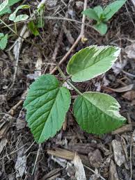 Attēlu rezultāti vaicājumam “Aegopodium podagraria leaf”