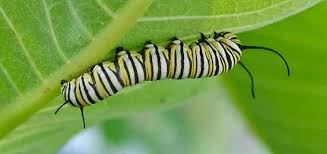 Image result for monarch caterpillar