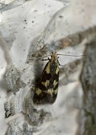 Attēlu rezultāti vaicājumam “Denisia similella”