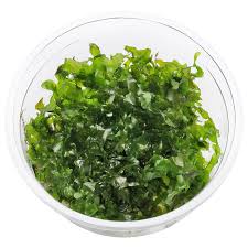 Attēlu rezultāti vaicājumam “Lentaria sp.”