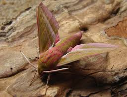 Attēlu rezultāti vaicājumam “Deilephila elpenor”