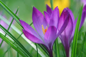 Attēlu rezultāti vaicājumam “Crocus tommasinianus flower”