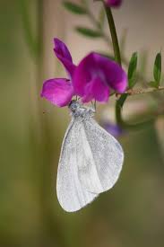 Attēlu rezultāti vaicājumam “Leptidea sinapis underside”
