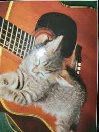 Image result for Cat sleeping in guitar