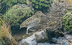 Image result for Gallinago gallinago