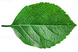 Attēlu rezultāti vaicājumam “leaf”