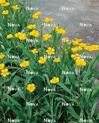 Attēlu rezultāti vaicājumam “Ranunculus lingua”