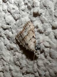 Attēlu rezultāti vaicājumam “Nola aerugula”