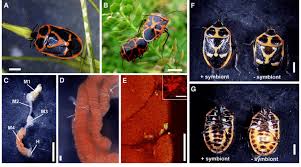 Attēlu rezultāti vaicājumam “Eurydema dominulus”