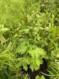 Attēlu rezultāti vaicājumam “Delphinium elatum  bud”