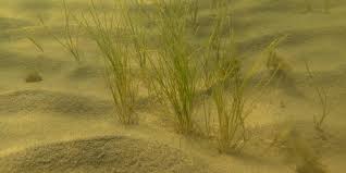 Attēlu rezultāti vaicājumam “Stuckenia filiformis bud”