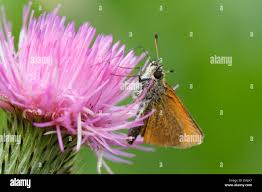 Attēlu rezultāti vaicājumam “Thymelicus lineola underside”
