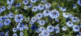 Image result for Nigella damascena