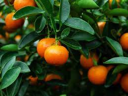 Bildergebnis für clementine