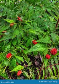 Attēlu rezultāti vaicājumam “Rubus illecebrosus fruit”