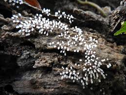 Attēlu rezultāti vaicājumam “Claustria didermoides macro”