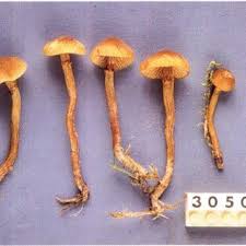 Attēlu rezultāti vaicājumam “Galerina marginata”