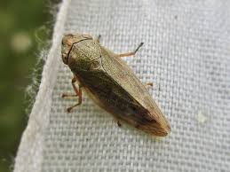 Attēlu rezultāti vaicājumam “Aphrophoridae”