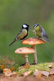 Image result for Cyanistes caeruleus