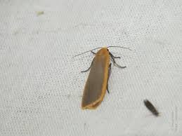 Attēlu rezultāti vaicājumam “Eilema depressa imago”