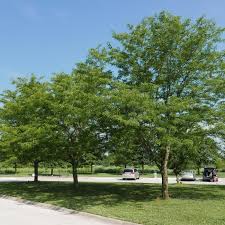Attēlu rezultāti vaicājumam “Gleditsia triacanthos”
