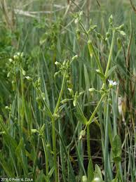 Attēlu rezultāti vaicājumam “Enteridium corticatum young”